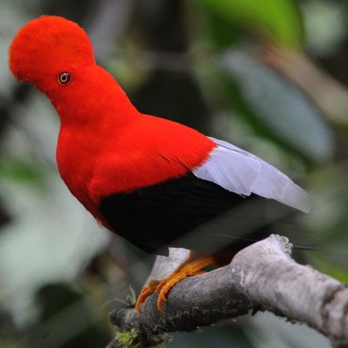 Bright orange Andean cock-of-the-rock perched on a branch