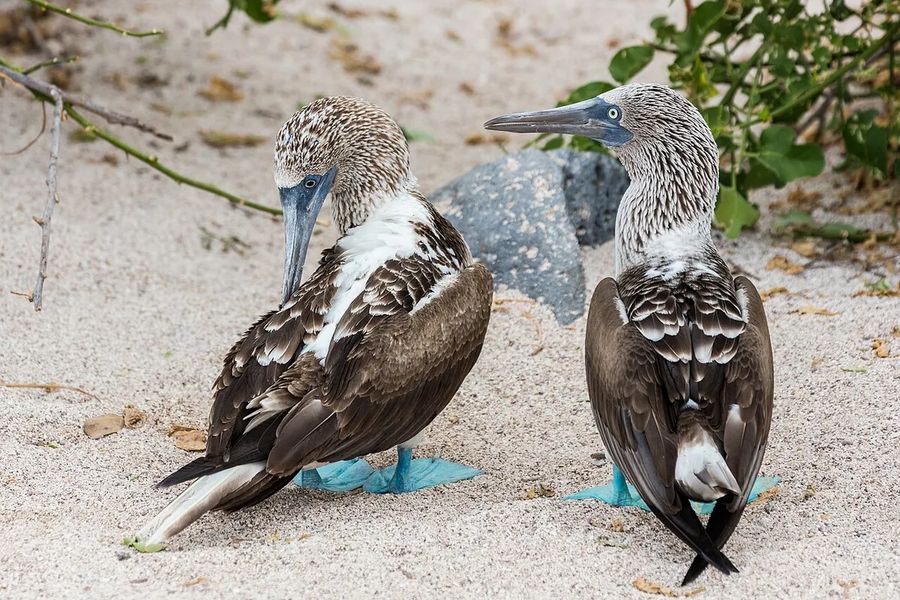 Blue-footed booby in the Galápagos Islands