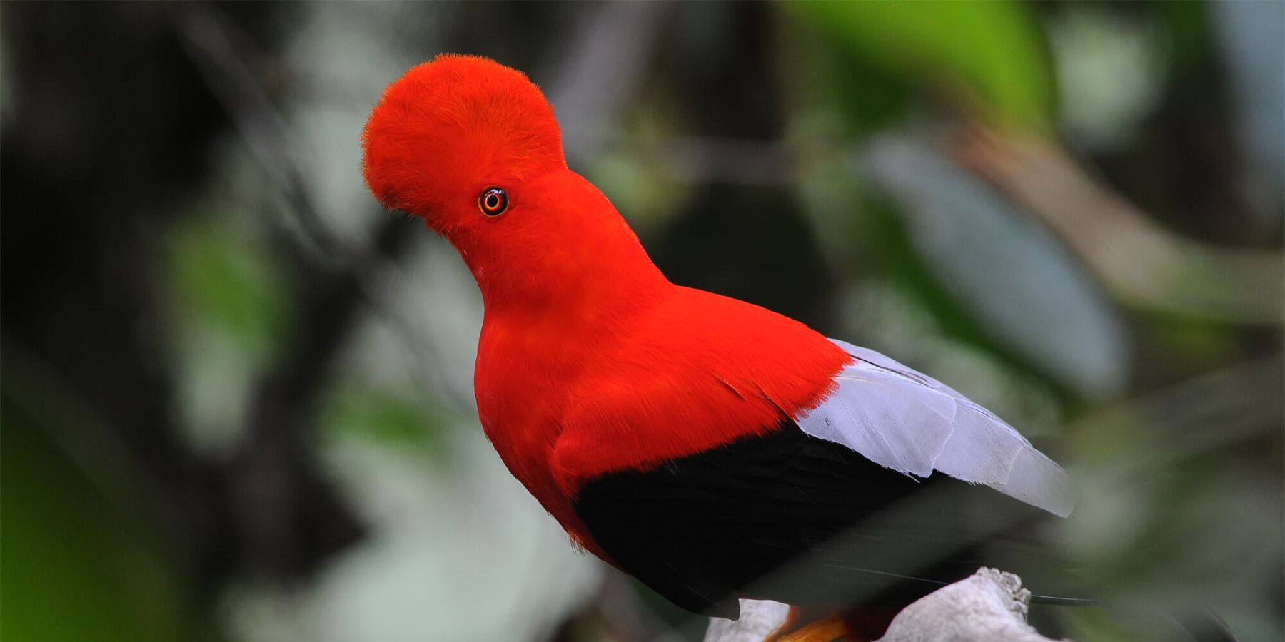 Andean cock-of-the-rock displaying in the misty cloud forest at dawn