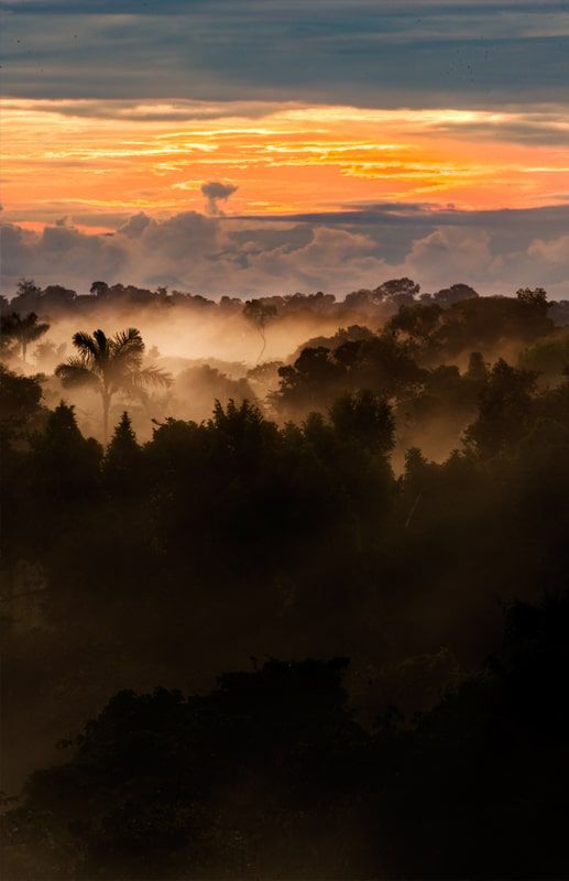 Mist rising from the cloud forest canopy at sunrise, Chocó Andino