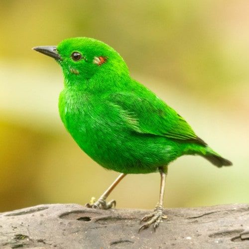 Glistening-green tanager, an emerald bird, standing on a branch