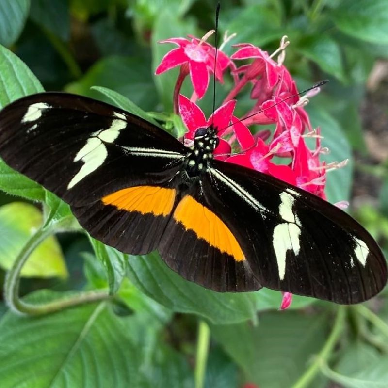 Black, orange and white Heliconius butterfly on a pink flower in Mindo