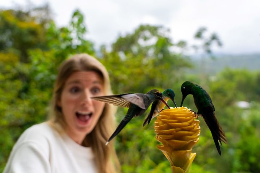 Guest delighted as hummingbirds feed from a flower beside her in Mindo
