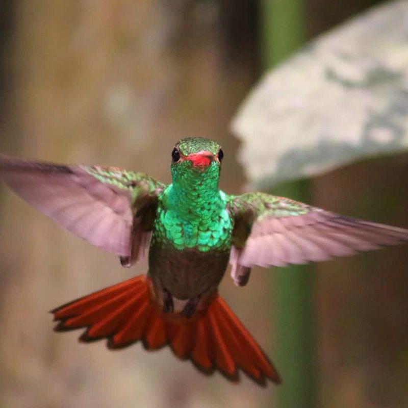 Hummingbird hovering with its rufous tail fanned, Mindo Cloud Forest