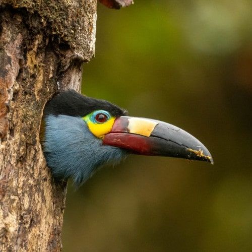 Plate-billed mountain toucan looking out from a tree cavity