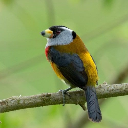 Toucan barbet with red, yellow and grey plumage on a branch